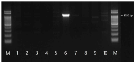 blaTEM 유전자 확인결과 M: size marker, 1: strain 13(국내산), 2: strain 16(국내산), 3: strain 21(국내산), 4: strain 139(국내산), 5: strain 178(국내산), 6: strain 218(국내산), 7: strain 296(국내산), 8: strain 459(국내산), 9: strain 466(국내산), 10: strain 484(국내산)