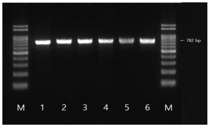 blaCTX-M-1 유전자 확인결과 M: size marker, 1: strain 258(국내산), 2: strain 259(국내산), 3: strain 265(국내산), 4: strain 381(국내산), 5: strain 482(국내산), 6: strain 508(국내산)