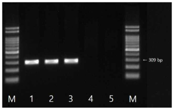 Colistin resistant E . coli의 mcr-1 유전자 확인결과 M: size marker, 1: strain 149(국내산), 2: strain 465(국내산), 3: strain 522(국내산), 4: strain 825(국내산), 5: strain 904(국내산)