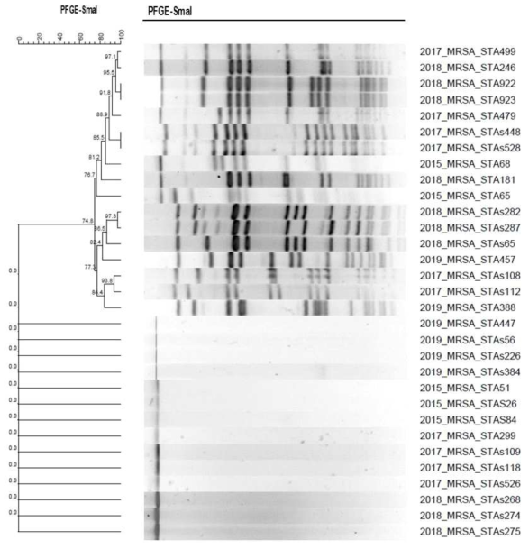 mecA-positive Staphylococcus aureus PEGE 분석결과