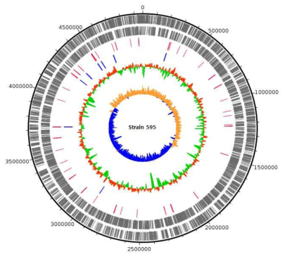 Strain 595 genome의 annotation 결과에 대한 circular map (Track은 밖으로부터 안쪽으로 가며 순서대로, CDS+, CDS-, tRNA, rRNA, GC content, GC skew.)