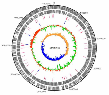 Strain 662 genome의 annotation 결과에 대한 circular map (Track은 밖으로부터 안쪽으로 가며 순서대로, CDS+, CDS-, tRNA, rRNA, GC content, GC skew.)