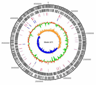 Strain 671 genome의 annotation 결과에 대한 circular map (Track은 밖으로부터 안쪽으로 가며 순서대로, CDS+, CDS-, tRNA, rRNA, GC content, GC skew.)