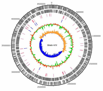 Strain 672 genome의 annotation 결과에 대한 circular map (Track은 밖으로부터 안쪽으로 가며 순서대로, CDS+, CDS-, tRNA, rRNA, GC content, GC skew.)