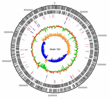 Strain 783 genome의 annotation 결과에 대한 circular map (Track은 밖으로부터 안쪽으로 가며 순서대로, CDS+, CDS-, tRNA, rRNA, GC content, GC skew.)