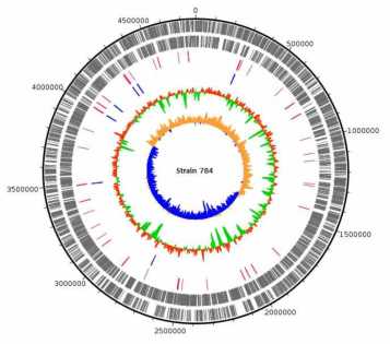 Strain 784 genome의 annotation 결과에 대한 circular map (Track은 밖으로부터 안쪽으로 가며 순서대로, CDS+, CDS-, tRNA, rRNA, GC content, GC skew.)