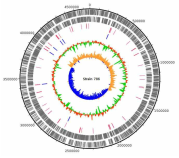 Strain 786 genome의 annotation 결과에 대한 circular map (Track은 밖으로부터 안쪽으로 가며 순서대로, CDS+, CDS-, tRNA, rRNA, GC content, GC skew.)