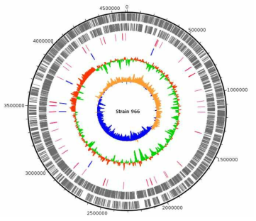 Strain 966 genome의 annotation 결과에 대한 circular map (Track은 밖으로부터 안쪽으로 가며 순서대로, CDS+, CDS-, tRNA, rRNA, GC content, GC skew.)