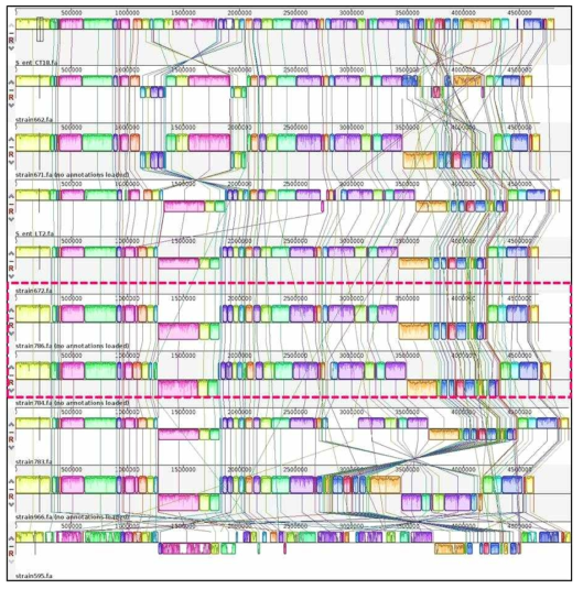 8종 S. enterica strain의 genome들에 대한 synteny 분석 결과