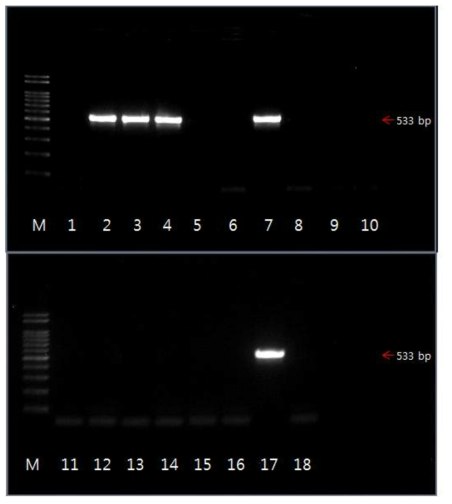 mecA 유전자 확인 결과 M: size marker, 2: strain 51(국내산), 3: strain 65(국내산), 4: strain 68(국내산), 7: strain 26(수입산), 17: strain 84(수입산)