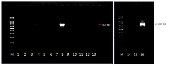 blaCTX-M-1 유전자 확인 결과 M: size marker, 8: strain 85(국내산, E. coli), 16: strain 30(국내산, Salmonella)