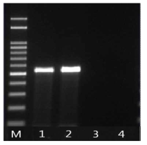 mecA 유전자 확인 결과 M:size marker, 1: strain 44(국내산), 2: strain 57(국내산), 3: strain 185(국내산), 4: strain 152(수입산)