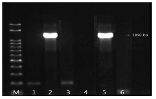 blaTEM 유전자 확인결과 M: size marker, 1: strain 8(국내산), 2: strain 31(국내산), 3: strain 174(국내산), 4: strain 10(수입산), 5: strain 174(수입산), 6: strain 177(수입산)