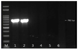 blaCTX-M-1 유전자 확인결과 M: size marker, 1: strain 8(국내산), 2: strain 31(국내산), 3: strain 174(국내산), 4: strain 10(수입산), 5: strain 174(수입산), 6: strain 177(수입산)