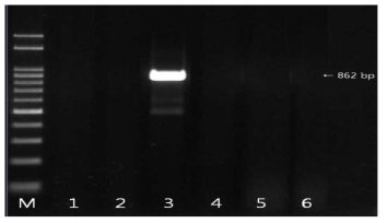 blaCTX-M-9 유전자 확인결과 M: size marker, 1: strain 8(국내산), 2: strain 31(국내산), 3: strain 174(국내산), 4: strain 10(수입산), 5: strain 174(수입산), 6: strain 177(수입산)