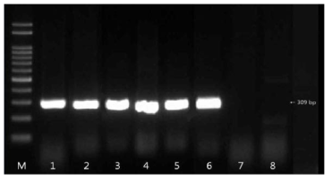 mcr-1 유전자 확인결과 M: size marker, 1: strain 15(수입산), 2: strain 103(수입산), 3: strain 115(수입산), 4: strain 119(수입산), 5: strain 182(수입산), 6: strain 183(수입산), 7: strain 185(수입산), 8: strain 192(수입산)