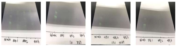 이동상 용매 클로로포름 : 메탄올(47 : 3, v/v, Merck.5567 plate) (왼쪽부터 카레, 소스류, 식육가공품, 절임류, 365 nm)