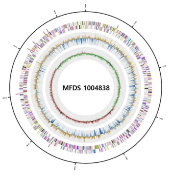 Salmonella spp. 1004838 유전자 지도