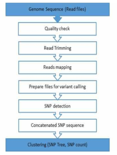 SNP pipeline 프로그램의 workflow