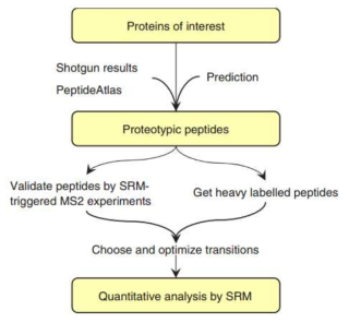 SRM 기반 단백질 분석 실험의 과정(Vinzenz Lange et al. 2008)