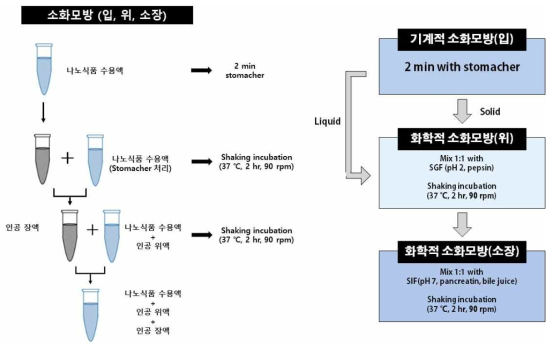 기계적 및 화학적 소화모방 도식도