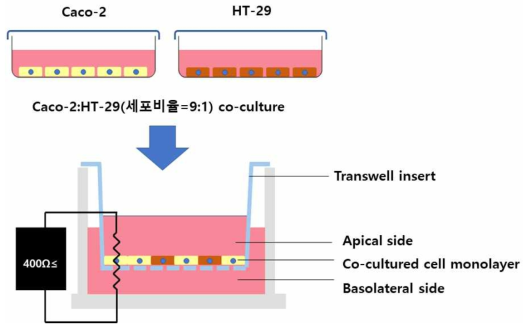 세포 공배양을 통한 세포 단층막 형성 모식도