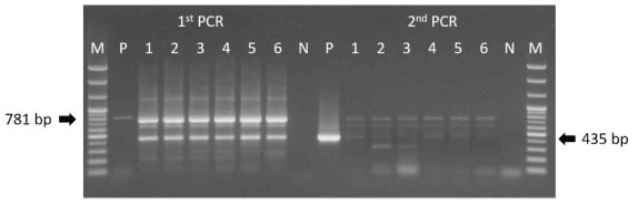 굴과 기존 Sapovirus primer의 비특이 반응 (M: 100 bp ladder, P: positive, 1-6: Oyster sample, N: negative)