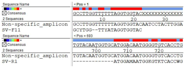 sapovirus 비특이 반응산물과 기존 식약처 primer 결합부위