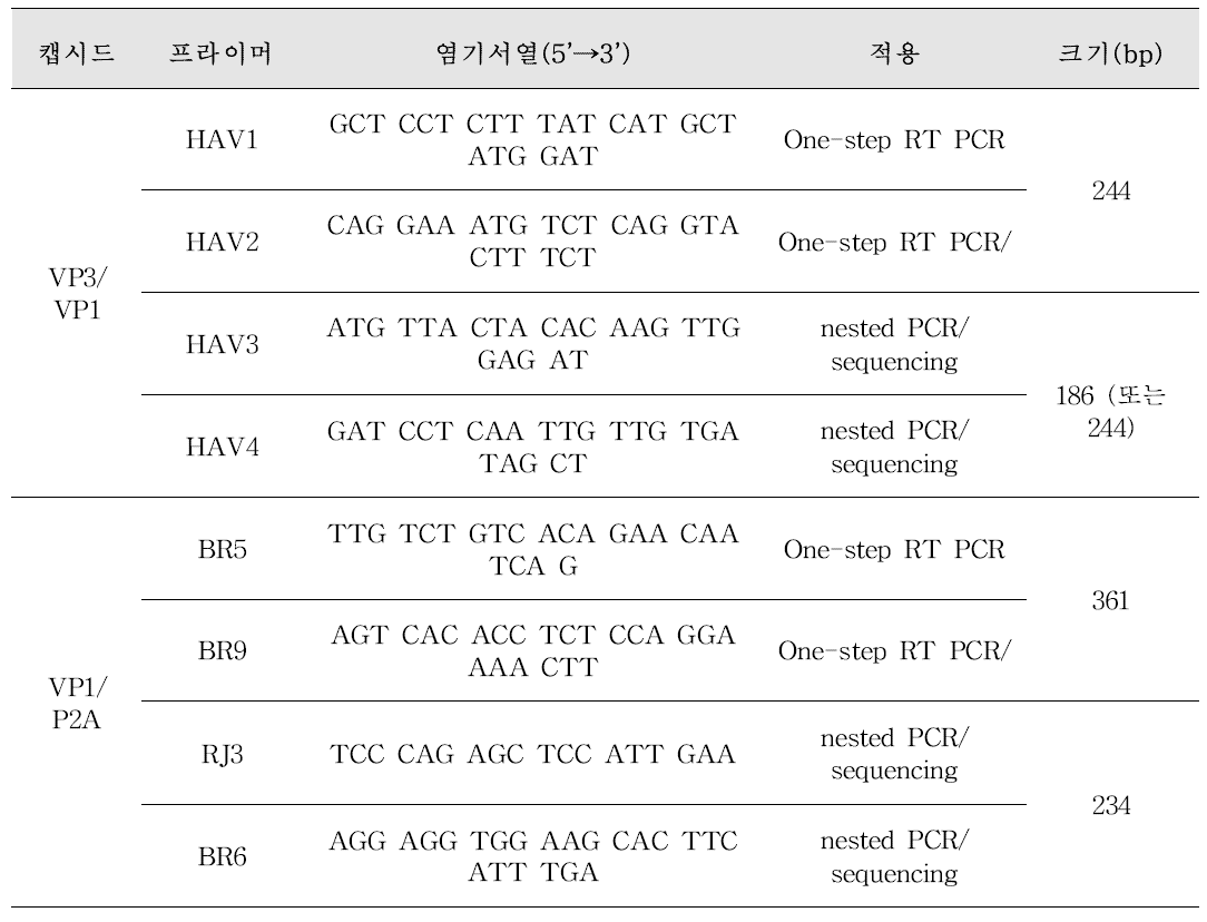 A형 간염바이러스 프라이머 염기서열