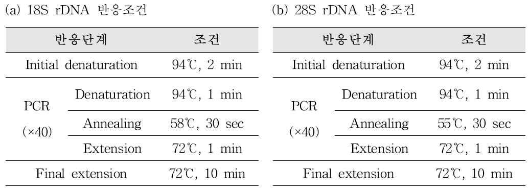 넙치에서 쿠도아충 검출을 위한 conventional PCR 반응조건