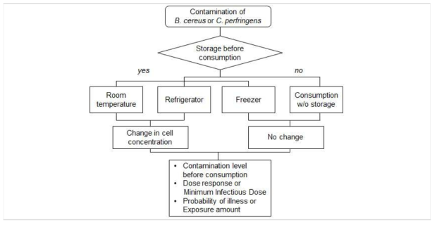 Scheme for microbial risk assessment of C. perfringens by consumption of Saengsik based on consumer’s practice