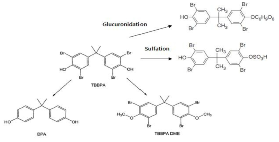 Tetrabromobisphenol A의 대사과정(McCormink et al., 2010)