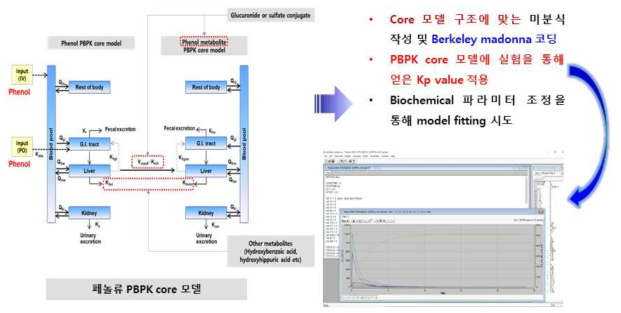 환경성페놀류 PBPK core 모델로의 분배계수 적용 모식도