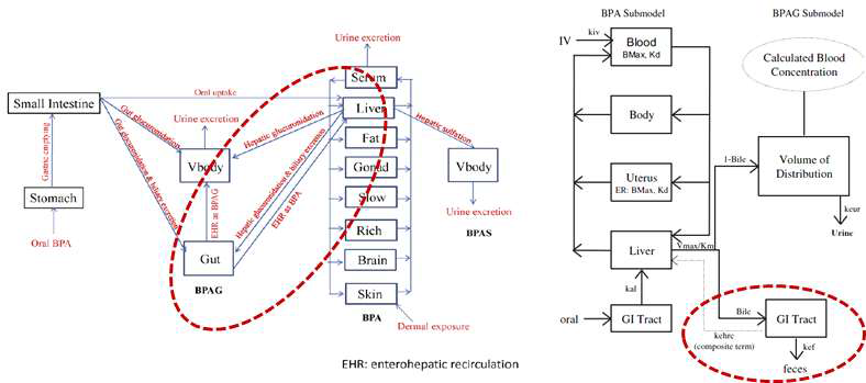 장간순환을 반영한 BPA의 PBPK 모델 구조 (좌: Yang 등, 2015, 우: Teeguarden 등, 2005)