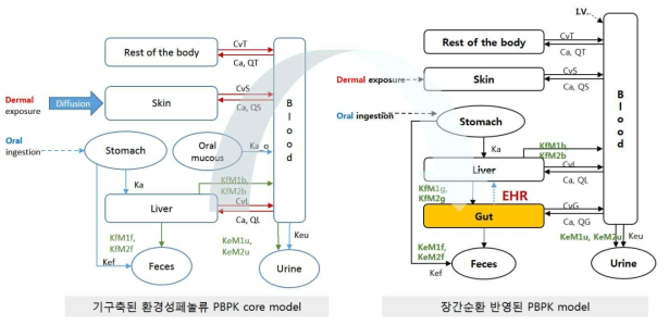 장간순환을 반영하기 위한 환경성페놀류의 PBPK core 모델 구조