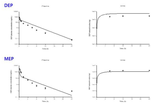 DEP 10 mg/kg를 랫드에 정맥투여 후 DEP와 MEP의 혈중 시간-농도 profile 및 뇨로 배설된 누적 배설량 [실측치(symbol) 및 PBPK core 모델 시뮬레이션 결과(line)]
