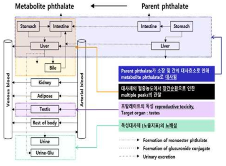 프탈레이트류의 PBPK core모델 구조