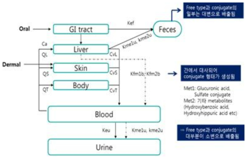 기 확립된 환경성페놀류의 PBPK core 모델 구조