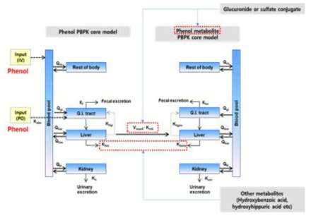 수정 및 개선 후 확립된 환경성페놀류의 PBPK core모델 구조