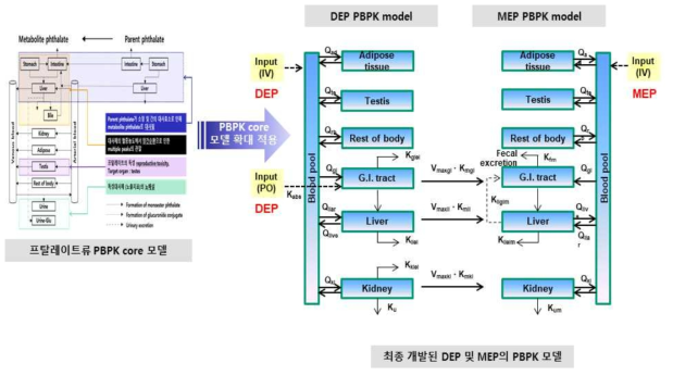 DEP의 프탈레이트류 PBPK core 모델로의 개선 적용