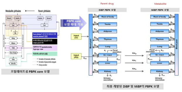 DiBP의 프탈레이트류 PBPK core 모델로의 개선 적용