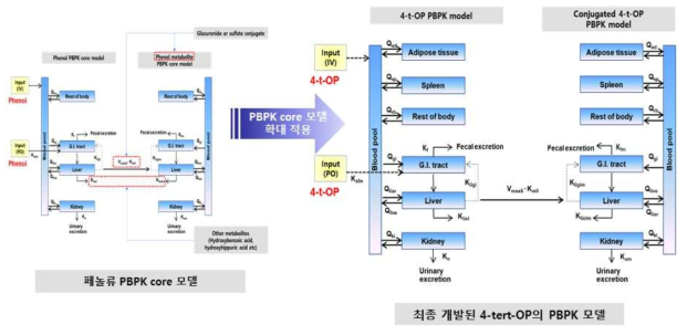 4-tert-OP의 환경성페놀류 PBPK core 모델로의 개선 적용
