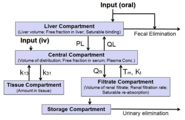 Schematic for a physiologically motivated pharmacokinetic model for 랫드 exposed to PFASs