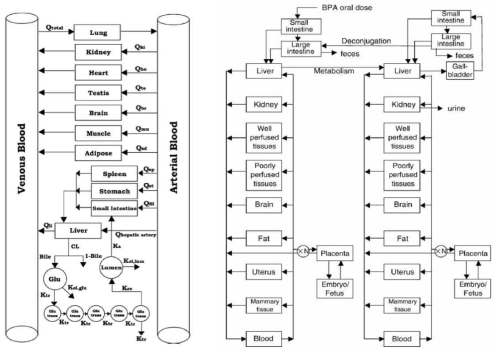 Shin 등 (2010)의 BPA PBPK 모델 구조(좌)와 Kawamoto 등 (2007)의 임신 마우스에 대한 BPA의 PBPK 모델 구조(우)