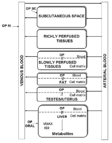 4-tert-octylphenol의 PBPK 모델 구조(Hamelin 등, 2010)