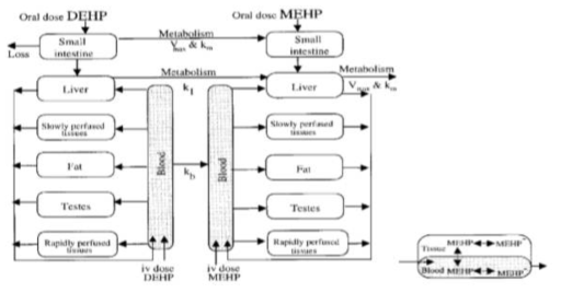 PBPK model structure of DEHP and MEHP in 랫드(Keys 등, 1999)