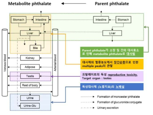 프탈레이트에 대한 PBPK core 모델 모식도