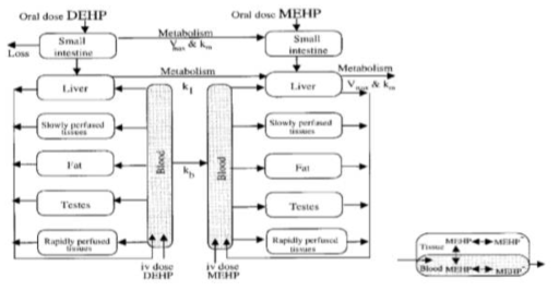 PBPK model structure of DEHP and MEHP in 랫드(Keys 등, 1999)