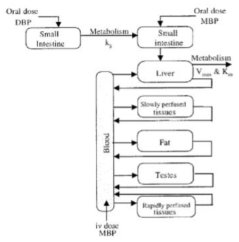 PBPK model structure of DBP and MBP in 랫드(Keys 등, 2000)