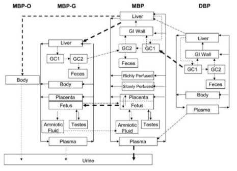 PBPK model structure of DBP and MBP in 랫드(Clewell 등, 2008)